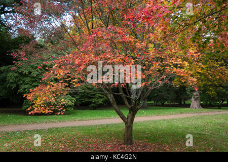 Windsor, Großbritannien. 2. Okt 2017. Sorten von Acer Baumdarstellung Herbstfarben im Windsor Great Park. Credit: Mark Kerrison/Alamy leben Nachrichten Stockfoto