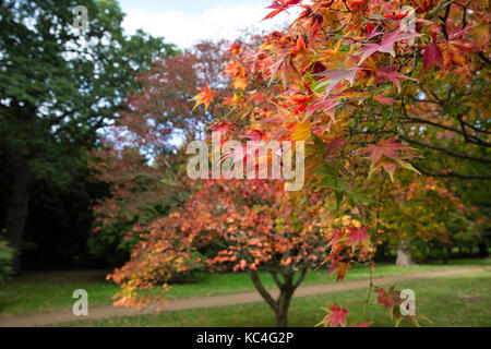 Windsor, Großbritannien. 2. Okt 2017. Sorten von Acer Baumdarstellung Herbstfarben im Windsor Great Park. Credit: Mark Kerrison/Alamy leben Nachrichten Stockfoto