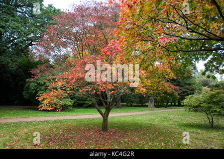 Windsor, Großbritannien. 2. Okt 2017. Sorten von Acer Baumdarstellung Herbstfarben im Windsor Great Park. Credit: Mark Kerrison/Alamy leben Nachrichten Stockfoto