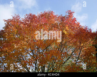 Newquay, Cornwall, England. 2. Okt 2017. UK Wetter. Herbst beginnt in Newquay wie die Blätter beginnen in der Nähe von Trenance See zu fallen. Credit: Nicholas Burningham/Alamy leben Nachrichten Stockfoto