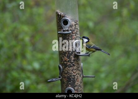 Blashford Lakes, Hampshire, Großbritannien. Oktober 2017. Wetter in Großbritannien. Das Herbstwetter hat Blashford Lakes, Hampshire, Großbritannien erreicht. Oktober 2017. Quelle: Ajit Wick/Alamy Live News Stockfoto