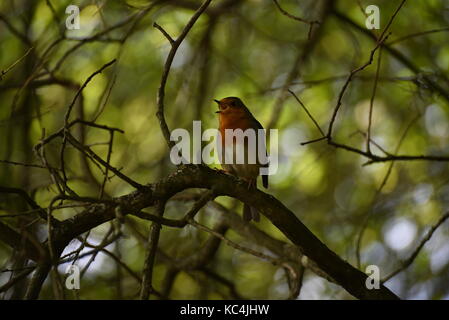 Blashford Lakes, Hampshire, Großbritannien. Oktober 2017. Wetter in Großbritannien. Das Herbstwetter hat Blashford Lakes, Hampshire, Großbritannien erreicht. Oktober 2017. Quelle: Ajit Wick/Alamy Live News Stockfoto