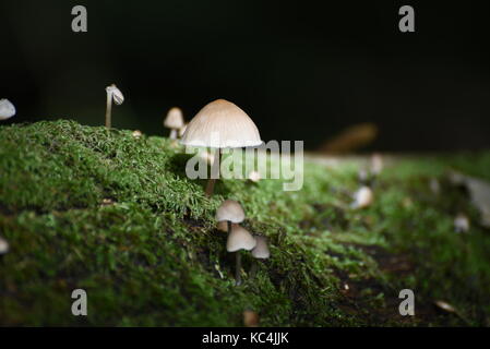 Blashford Lakes, Hampshire, Großbritannien. Oktober 2017. Wetter in Großbritannien. Das Herbstwetter hat Blashford Lakes, Hampshire, Großbritannien erreicht. Oktober 2017. Quelle: Ajit Wick/Alamy Live News Stockfoto