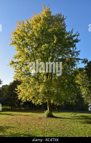 Downhills Park, London, UK. 3. Okt 2017. Herbstfarben in einem Park in Tottenham London. Quelle: Matthew Chattle/Alamy leben Nachrichten Stockfoto