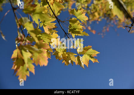 Downhills Park, London, UK. 3. Okt 2017. Herbstfarben in einem Park in Tottenham London. Quelle: Matthew Chattle/Alamy leben Nachrichten Stockfoto