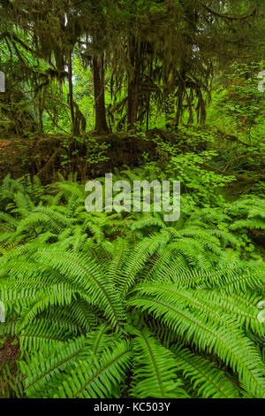 Sitka Fichte, Picea sitchensis, Baum in den Hoh Regenwald, mit Schwert Farne, Polystichum munitum, entlang der Hoh River Trail in Olympic National Park Stockfoto