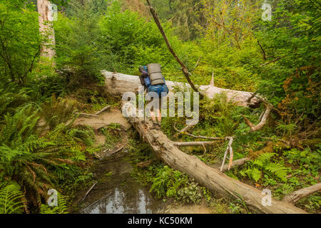 Karen Rentz auf einem Baumstamm Bridging ein Nebenfluss des Hoh Fluss, in den Hoh Regenwald entlang der Hoh River Trail in Olympic National Park, Washington Stat Stockfoto