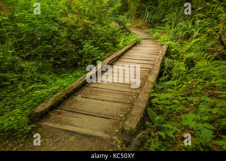 Boardwalk Bridging ein Bach und Feuchtgebiet in der Hoh Regenwald entlang der Hoh River Trail in Olympic National Park, Washington State, USA Stockfoto