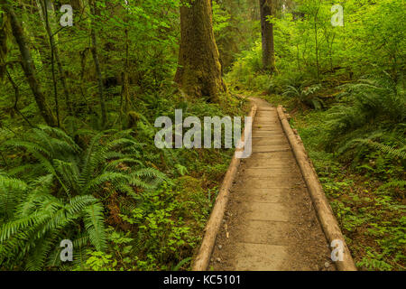 Boardwalk Bridging ein Bach und Feuchtgebiet in der Hoh Regenwald entlang der Hoh River Trail in Olympic National Park, Washington State, USA Stockfoto