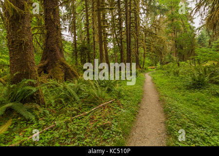 Entlang der Hoh River Trail in Olympic National Park, Washington State, USA Stockfoto