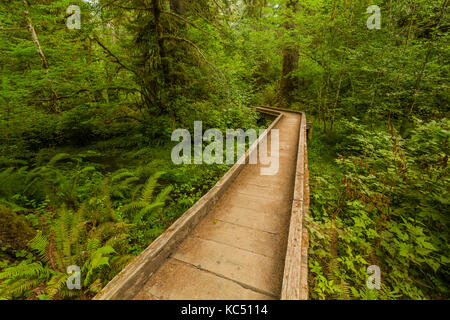 Boardwalk Bridging ein Bach und Feuchtgebiet in der Hoh Regenwald entlang der Hoh River Trail in Olympic National Park, Washington State, USA Stockfoto