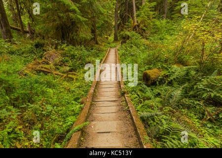 Boardwalk Bridging ein Bach und Feuchtgebiet in der Hoh Regenwald entlang der Hoh River Trail in Olympic National Park, Washington State, USA Stockfoto