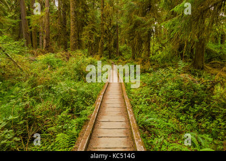 Boardwalk Bridging ein Bach und Feuchtgebiet in der Hoh Regenwald entlang der Hoh River Trail in Olympic National Park, Washington State, USA Stockfoto