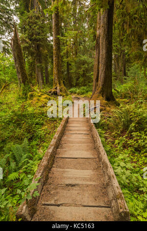 Boardwalk Bridging ein Bach und Feuchtgebiet in der Hoh Regenwald entlang der Hoh River Trail in Olympic National Park, Washington State, USA Stockfoto