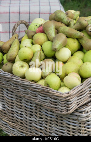 Malus und Pyrus. Äpfel und Birnen auf Anzeige bei Daylesford Organic Farm Shop Herbstfest. Daylesford, Cotswolds, Gloucestershire, England Stockfoto