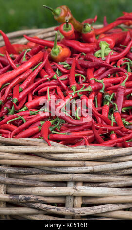 Paprika. Warenkorb von Red Chili peppers auf Anzeige bei Daylesford Organic Farm Shop Herbstfest. Daylesford, Cotswolds, Gloucestershire, England Stockfoto