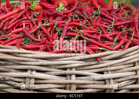 Paprika. Warenkorb von Red Chili peppers auf Anzeige bei Daylesford Organic Farm Shop Herbstfest. Daylesford, Cotswolds, Gloucestershire, England Stockfoto