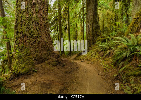 Üppige Hoh Regenwald mit riesigen Bäumen entlang der Hoh River Trail in Olympic National Park, Washington State, USA Stockfoto