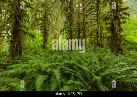 Üppiger Wald von Sitka Fichte, Picea sitchensis und Schwert Farn, Polystichum munitum im Hoh Regenwald entlang der Hoh River Trail in der Olympischen Nation Stockfoto