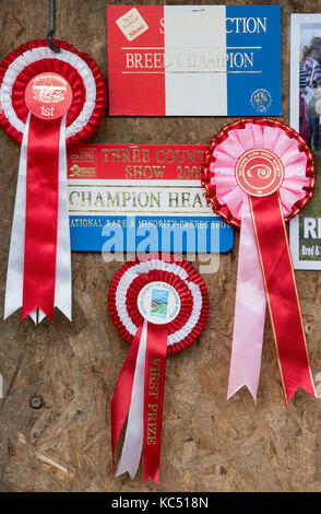 Winning schaf Rosetten Herbst zeigen bei Malvern, Worcestershire, Großbritannien Stockfoto
