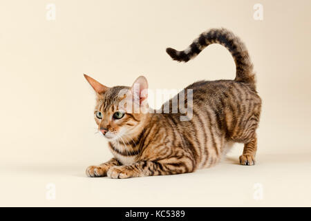 Toyger breedcat (Felis silvestris catus), Alter 1 Jahr, Farbe Grau Schwarz getigert Stockfoto