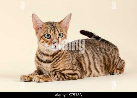 Toyger breedcat (Felis silvestris catus), Alter 1 Jahr, Farbe Grau Schwarz getigert Stockfoto