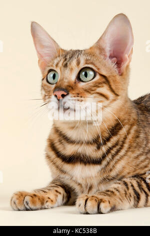 Toyger breedcat (Felis silvestris catus), Alter 1 Jahr, Farbe Grau Schwarz getigert Stockfoto