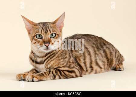 Toyger breedcat (Felis silvestris catus), Alter 1 Jahr, Farbe Grau Schwarz getigert Stockfoto