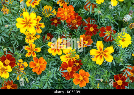 Gelb und Orange Tagetes (Tagetes), auch Ringelblume, Insel Flores, Azoren, Portugal Stockfoto