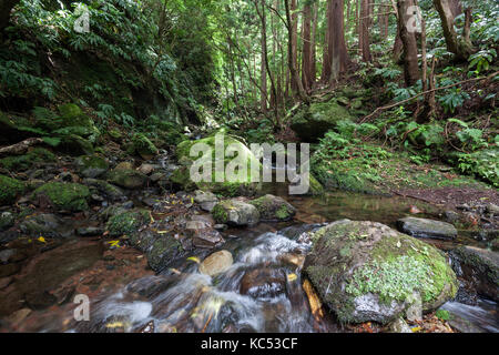 Es ist ein kleine Bucht durch typische Vegetation in der Nähe von Ponta ruiva, Insel Flores, Azoren, Portugal Stockfoto