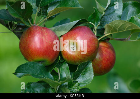 Apple auf der Apfelbaum, Apfelsorte, rote Eis Apfel (Malus Domestica red Ice Apple), Deutschland Stockfoto