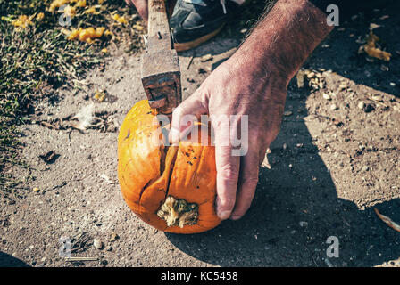 Vorbereitung für Halloween. Zwei gelbe Melone mit einer Axt weiter, bereit für das Schnitzen und Vorbereitung Feiertage Stockfoto