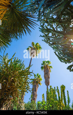 Valencia Spanien botanischer Garten, bis hin zu riesigen Kakteen in einem Teil der Wüste pflanzen Abschnitt des Jardin Botanico in Valencia anzeigen. Stockfoto