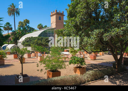 Botanischer Garten Valencia Spanien, Blick durch Oliven- und Zitronenbäume eines großen modernen Wintergarten Gebäude im Jardin Botanico in Valencia. Stockfoto