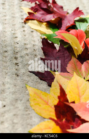 Rote Blätter im Herbst Farbe um uns herum Stockfoto