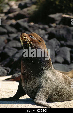 Galapagos Inseln. Tierwelt. Sea Lion. Stockfoto