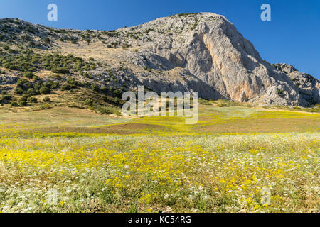 Landschaft, Blumenwiese, Berge, Colmenar, Axarquia, Provinz Malaga, Andalusien, Spanien Stockfoto