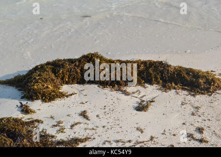 Dead Sea weed gewaschen am Ufer eines Moucha masakali Strand in Dschibuti East Africa Stockfoto