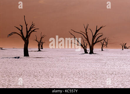 Namibia. Deadvlei Wüstenlandschaft mit toten Bäumen. Stockfoto