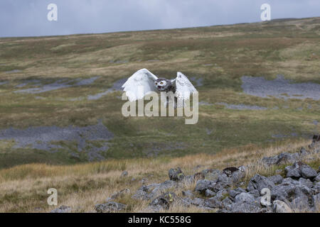 Snowy Owl Bubo scandiacus im Flug über die Cumbrian Fells, kontrollierten Bedingungen. Stockfoto