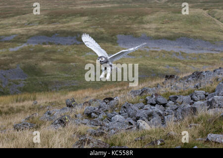 Snowy Owl Bubo scandiacus im Flug über die Cumbrian Fells, kontrollierten Bedingungen. Stockfoto