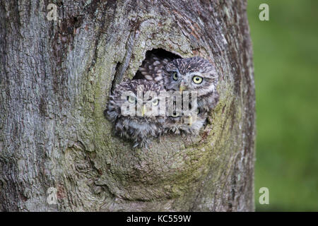 Drei kleine Eulen Athene noctua heraus lugen aus einer Bohrung in einem Baum Stockfoto