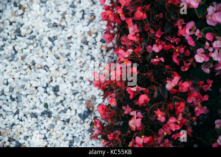 Blumen wachsen im Blumenbeet im Park mit Felsen auf den Boden Stockfoto