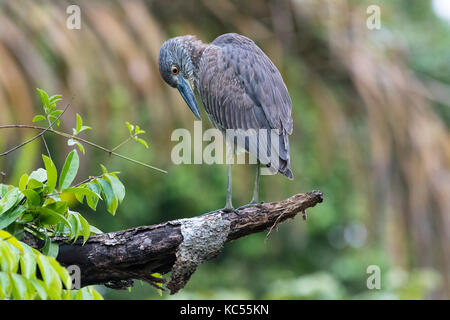 Die jungen Krabben Heron (Nyctanassa violacea) sitzen auf Baum, Nationalpark Tortuguero, Provinz Limon, Costa Rica Stockfoto