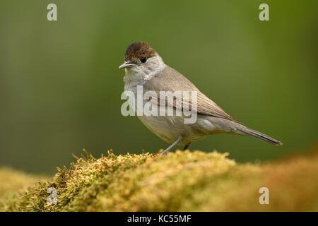Mönchsgrasmücke (Sylvia atricapilla), Weibliche steht auf Moss, Nationalpark Kiskunsag, Ungarn Stockfoto