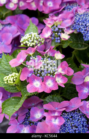 Hydrangea Macrophylla 'Kardinal Violett' Blumen. Stockfoto