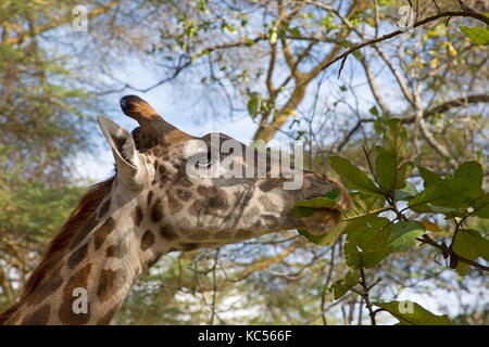 Kopf der Giraffe Giraffa Camelopardalis Fütterung auf Blätter elsamere Rasen naivasha Kenia Stockfoto