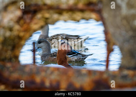 Duck (Aythya valisineria Canvasback) auf der Chesapeake Bay, in der Nähe von Cambridge, Maryland, USA. Stockfoto
