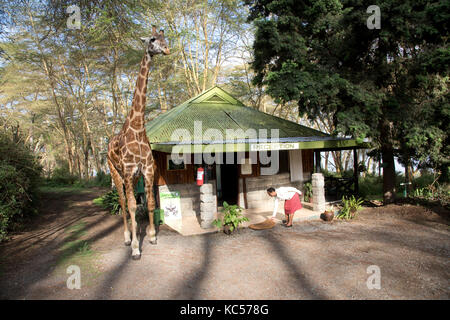 Eric eine Person - freundliche Giraffe visits Rezeption im elsamere naivasha Kenia Stockfoto