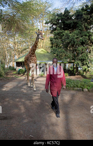 Eric eine Person - freundliche Giraffe in elsamere naivahsa Kenia Stockfoto